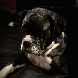 Zebra - Boxer