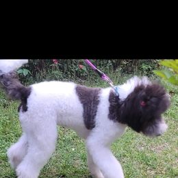 Goldendoodle and Poodle Puppies from Elizabeth Rocha's Doodles