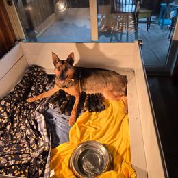 Tbd - male German Shepherd puppy in Oconomowoc, Wisconsin from Vom Haus Borchardt GSD Kennels