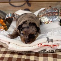 Charmayne James - Blue merle female Miniature Australian Shepherd puppy in El Dorado Springs, Missouri from OR Aussies