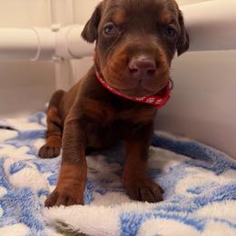 Red Female - Red and rust female Doberman Pinscher puppy in Madison, Indiana from Jensen Dobermans and Dachshunds