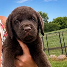 Bear (Salvy) - Chocolate male Dilute Retriever puppy in Baldwin City, Kansas from Hedge Lane Labradors