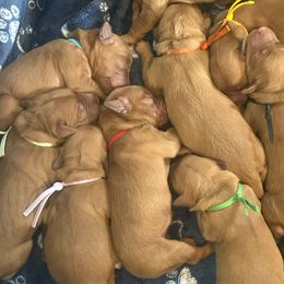 Golden Retrievers from Tux Goldens