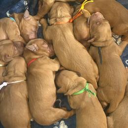 Golden Retrievers from Tux Goldens