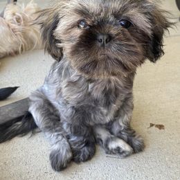Shih Tzu All Grown Up from Hjo’s Pupdates
