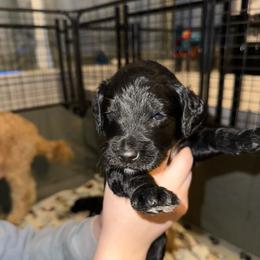 Aspen - Black male Goldendoodle puppy in Prosperity, Pennsylvania from Stelladoodles & Company
