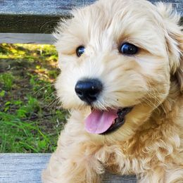Boy 2 - Schnoodle puppy from Eveleigh Acres Puppies