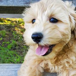 Boy 2 - Schnoodle puppy from Eveleigh Acres Puppies