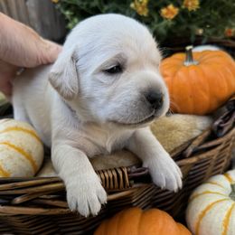 Paisley - Labrador Retriever puppy from Limestone Labradors