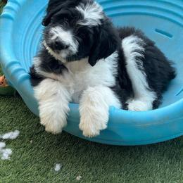 Michael - Black and white male Aussiedoodle puppy in Peyton, Colorado from Colorful Colorado Aussiedoodles