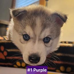 1 (purple) - Gray and white female Siberian Husky puppy in Dane, Wisconsin from Sunny Hurricane Siberians