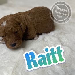 Raitt - Red  female Goldendoodle puppy in Anniston, Alabama from Mason Farmhouse Poodles, Doodles & Poos (Breeding & Stud Services)