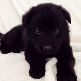 Green boy - Black male German Shepherd puppy in Buxton, Oregon from Buxton Oregon Shepherds