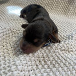 Cockapoo and Dachshund Puppies from Cochran's Cockapoo's