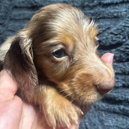 Glenn - Dapple male Dachshund puppy in Argos, Indiana from TKO Doxies