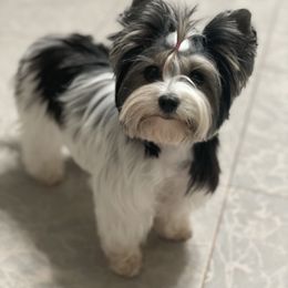 Biewer Terrier and Yorkshire Terrier Puppies from Yorkie Town California