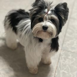 Biewer Terrier and Yorkshire Terrier Puppies from Yorkie Town California
