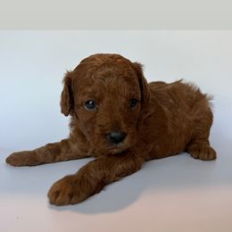 Poodle Puppies from The Sweet Life of a Toy Poodle