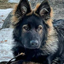 German Shepherds from Von Kopfe Schutzengel Kennels