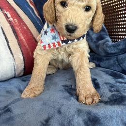 Valor aka Tan Collar - Cream male Goldendoodle puppy in Portland, Tennessee from Happy_Tails_by_TJ