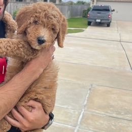 Emerald - Red  female Goldendoodle puppy in Richmond, Texas from Harper’s Heartbeats