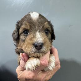 Brown - Chocolate merle male Bernedoodle puppy in Petersburg, Michigan from Brittany’s Mini Bernedoodles