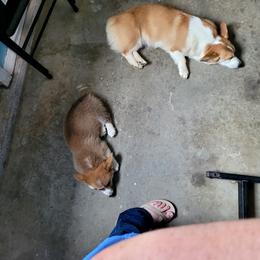 Pembroke Welsh Corgi Puppies from Cajun Creek's