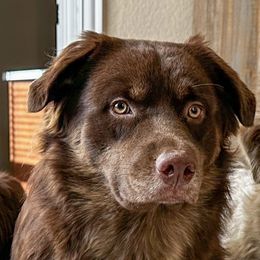 Kojak - Australian Shepherd
