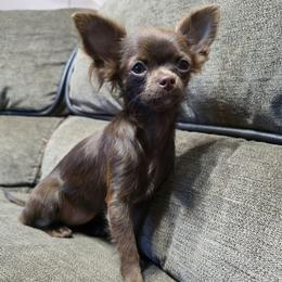 Lady - Chocolate female Chihuahua puppy in El Paso, Texas from JVJ Chihuahua