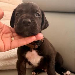 Scooby - Black male Great Dane puppy in Plano, Texas from Blue Thunder Danes
