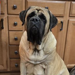 Ember - Mastiff