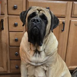 Ember - Mastiff