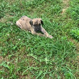 Great Dane Puppies from Borealis Danes