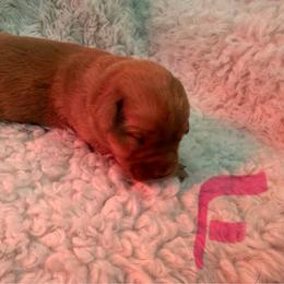 Girl 6 - Yellow female Labrador Retriever puppy in Reidsville, North Carolina from Wilson’s Pointers
