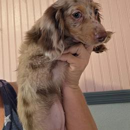 Rachel - Dapple female Dachshund puppy in El Paso, Texas from Mells Weenies