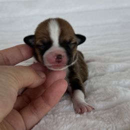 Girl 1 - Sable female Pembroke Welsh Corgi puppy in Surprise, Arizona from Ruff and Rowdy Corgis