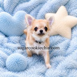 Chihuahua Puppies from Sugar Cookie Chihuahuas