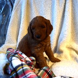Goldendoodle Puppies from BB Doodles