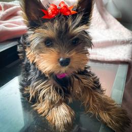 Yorkshire Terrier Puppies from Essence of Grace Yorkies
