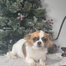 Savanna - Chihuahua