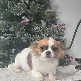 Savanna - Chihuahua