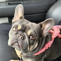 Gracie - French Bulldog