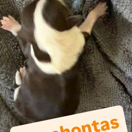 Pocahontas - Chocolate female Havanese puppy in Culver City, California from Havan Sent Havanese
