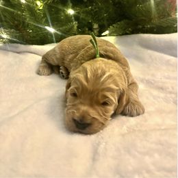Cupid-green boy - Red  male Goldendoodle puppy in Lewisville, Texas from Zink Doodles