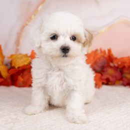 Canyon - White male Maltipoo puppy in Salt Lake City, Utah from Marlene's Doodles