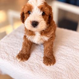 Flint - Red male Bernedoodle puppy in Glendale, Arizona from CocoLove Doodles