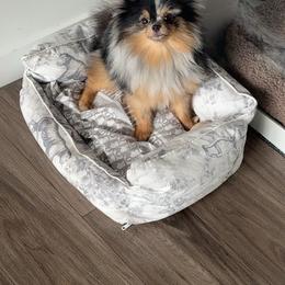 Pomeranian puppies from Haus of Pomeranians