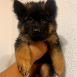 Rosie - Black and red female German Shepherd puppy in Quartz Hill, California from Von Gonzalez Kennel