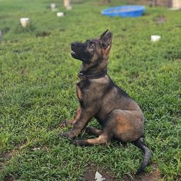 German Shepherd Puppies from Von Thomson Haus