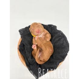 Beatrice - Red  female Goldendoodle puppy in Smithfield, Kentucky from KBK9 Kennels